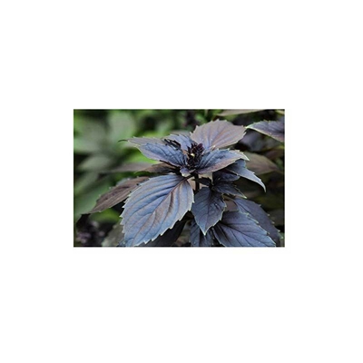 Semi Premier Diretto Org 206 Basil Scure Semi Opal organici (Confezione da 800)