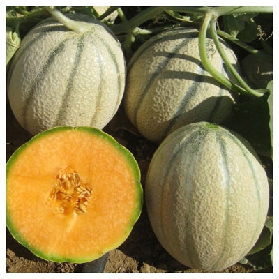 Semi Melone Sweet America Franchi Sementi