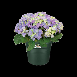 Elho Vaso Green Basics Cilinder 25Cm Verde características