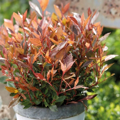 1 Pianta Di Photinia Fraseri Chico In Vaso 17Cm