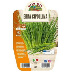 1 Pianta Di Erba Cipollina In Vaso 14Cm Ortomio precio