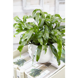 1 Pianta Di Felce Microsorum Diversifolia Vaso 20Cm precio