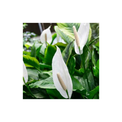 1 Pianta Di Spathiphyllum Sweet Chico Vaso 13Cm Spatifillo Pianta Da Appartamento precio