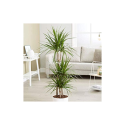 1 Pianta Di Dracena Marginata Tronchetto Della Felicità Vaso 19Cm Pianta Da Appartamento Purifica L'Aria características