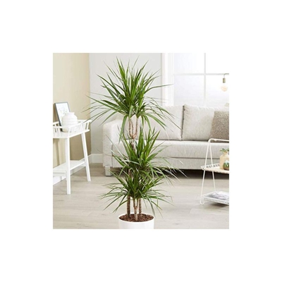 1 Pianta Di Dracena Marginata Tronchetto Della Felicità Vaso 19Cm Pianta Da Appartamento Purifica L'Aria