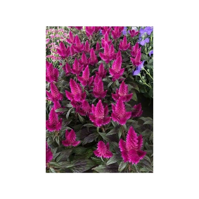 1 Pianta Di Celosia Caracas Vaso 12Cm