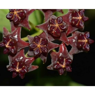 1 PIANTA DI HOYA DARK RED VASO 10.5CM Perenni