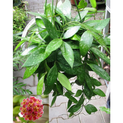 1 PIANTA DI HOYA GRACILIS FIORE DI CERA VASO 19CM Perenni en oferta