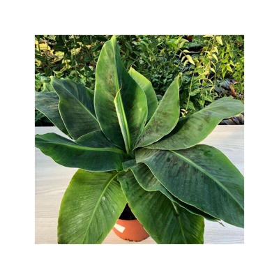 1 Pianta Di Musa Tropicana Banano Nano Vaso 17Cm