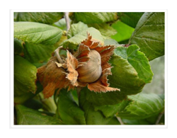 Nocciolo Tondo Gentile Langhe Trilobata (1 Pianta) características