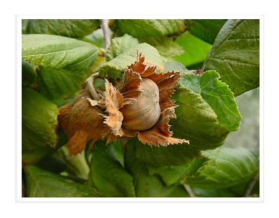Nocciolo Tondo Gentile Langhe Trilobata (1 Pianta)