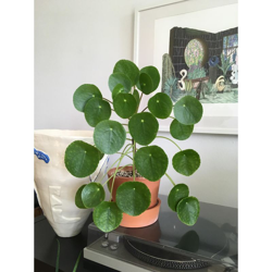 1 PIANTA DI PILEA PEPEROMIOIDES PIANTA DELLE MONETE VASO 12CM da interno en oferta