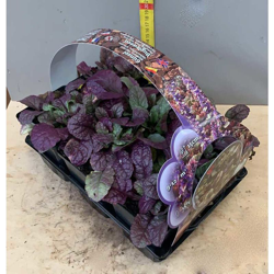 BOX 6 PIANTE DI AJUGA BURGUNDY GLOW Perenni en oferta