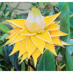 1 Pianta Di Musa Lasiocarpa Banano Fiore Giallo Vaso 12Cm en oferta