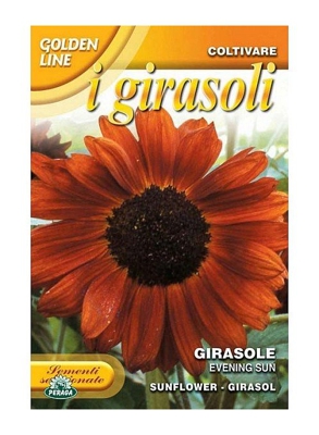 Sementi di Girasole evening sun fiori giardino semi seeds