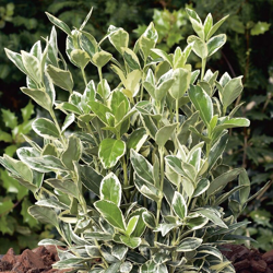 1 Pianta Di Euonymus Japonicus Bravo Vaso 17Cm precio