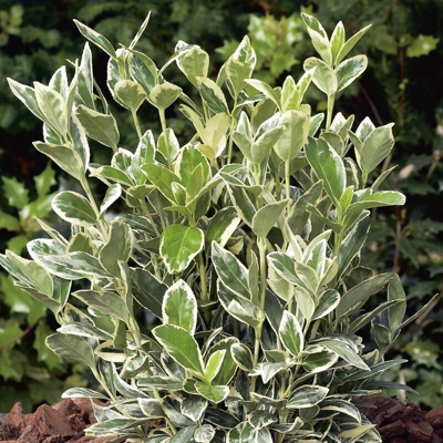 1 Pianta Di Euonymus Japonicus Bravo Vaso 17Cm