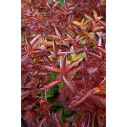 1 Pianta Di Weigelia Wings Of Fire Vaso 19Cm Caducifoglia en oferta