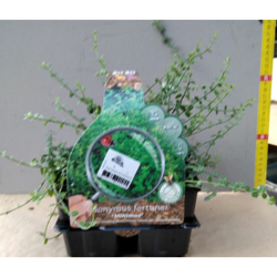 BOX 4 PIANTE EUONYMUS VASO 9CM mix confezione regalo giardino precio