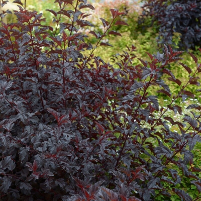 1 PIANTA DI PHYSOCARPUS OPULIFOLIUS ALL BLACK VASO 19CM caducifoglia