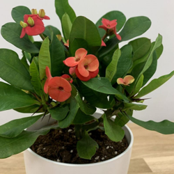 1 Pianta Di Euphorbia Miliii Vulcanus Rossa Vaso 5.5Cm en oferta