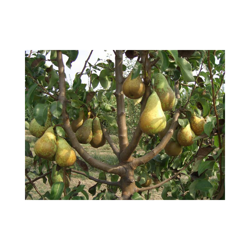 PERO CONFERENCE NANO IN VASO 20CM piante da frutto nane vaso características