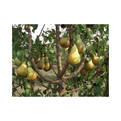 PERO CONFERENCE NANO IN VASO 20CM piante da frutto nane vaso