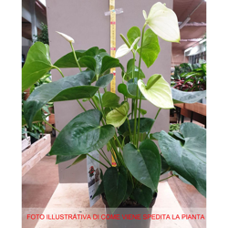 1 PIANTA DI ANTHURIUM ALASKA BIANCO IN VASO 17CM DA INTERNO APPARTAMENTO anturio precio