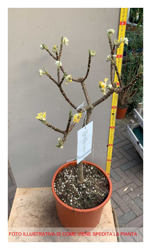 1 Pianta Di Edgeworthia Vaso 24Cm Arbusto Magnifici Fiori Giallo características