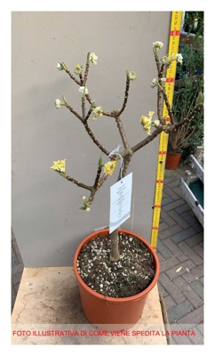 1 Pianta Di Edgeworthia Vaso 24Cm Arbusto Magnifici Fiori Giallo