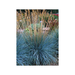 1 Pianta Di Festuca Elijahblue In Vaso 15Cm Graminacea Perenne precio