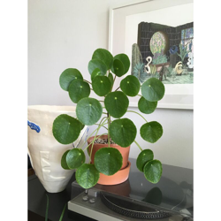 1 PIANTA DI PILEA PEPEROMIOIDES PIANTA DELLE MONETE VASO 15CM da interno características