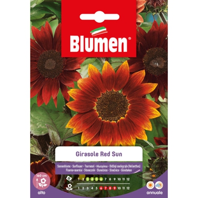 Semi Girasole Red Sun Blumen Sementi Fiori