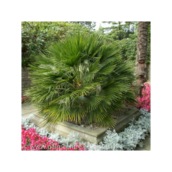 1 PIANTA DI CHAMAEROPS HUMILIS IN VASO 15CM sempreverdi características