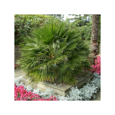 1 PIANTA DI CHAMAEROPS HUMILIS IN VASO 15CM sempreverdi