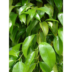 1 PIANTA DI FICUS VASO 17CM sempreverdi appartamento beniamino precio