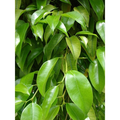 1 PIANTA DI FICUS VASO 17CM sempreverdi appartamento beniamino