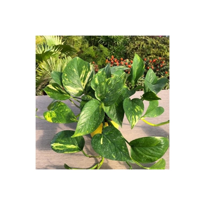 1 Pianta Di Scindapsus Aureus Vaso 15Cm Pianta Da Appartamento Purifica L'Aria