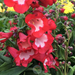 1 Pianta Di Penstemon Polaris Red Vaso 17Cm características