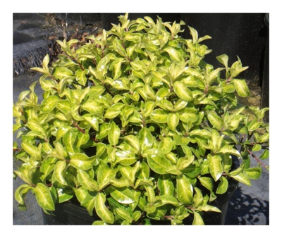 1 Pianta Di Pittosporum Pittosporo Silverball Vaso 17Cm