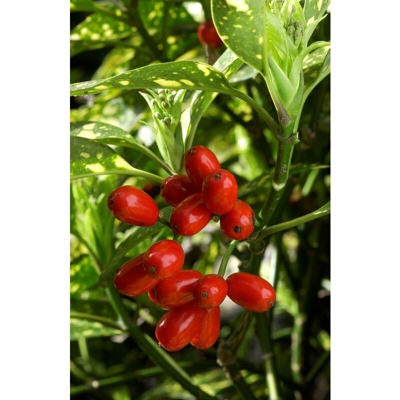 1 PIANTA AUCUBA JAPONICA CROTONIFOLIA VASO 17CM Sempreverdi e Rampicanti