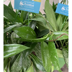 1 PIANTA DI HOYA SILVERSWORDS FIORE DI CERA VASO 14CM Perenni rarissima en oferta