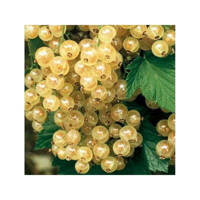 Ribes Bianco Weisse Versailles 1 Pianta