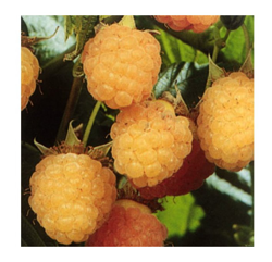 Pianta di Lampone Giallo Rifiorente Herbert Gold Pezzatura Media 1 pianta en oferta