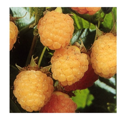 Pianta di Lampone Giallo Rifiorente Herbert Gold Pezzatura Media 1 pianta