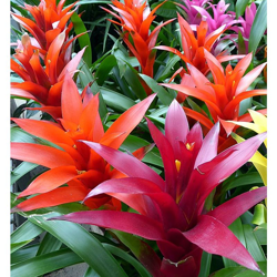 1 Pianta Di Guzmania In Vaso 13Cm Da Interno Appartamento Purifica L'Aria precio