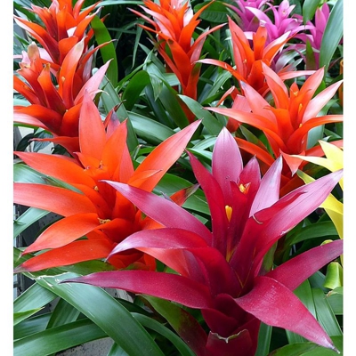 1 Pianta Di Guzmania In Vaso 13Cm Da Interno Appartamento Purifica L'Aria