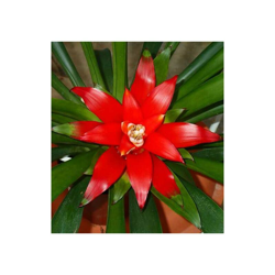 1 Pianta Di Guzmania Lingulata In Vaso 16Cm Da Interno Appartamento Purifica L'Aria características