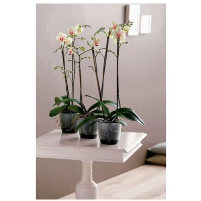 Vaso Orchidee Brussels Orchid 12,5Cm Transparent Elho