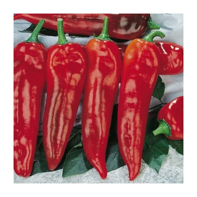 Semi Peperone Corno Toro Rosso Blumen